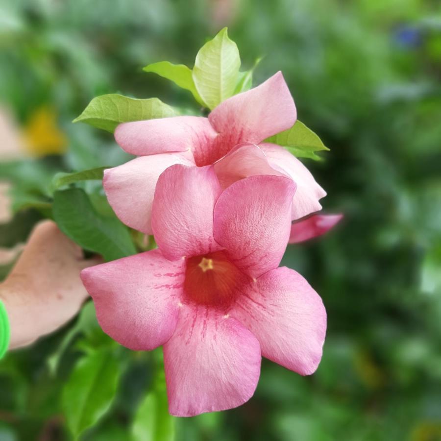 Manga Rosa Hospedagem Canoa Quebrada Buitenkant foto