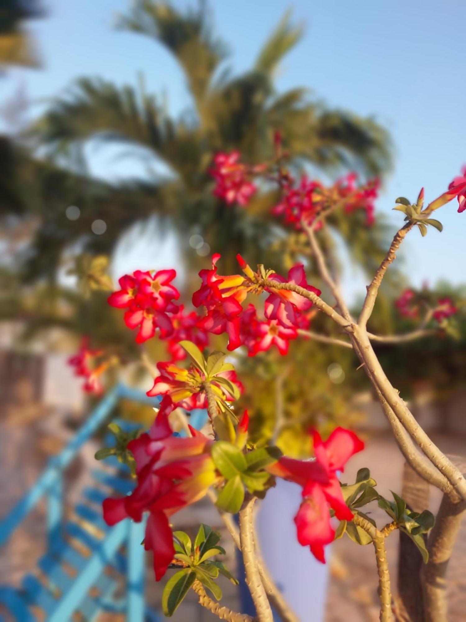 Manga Rosa Hospedagem Canoa Quebrada Buitenkant foto