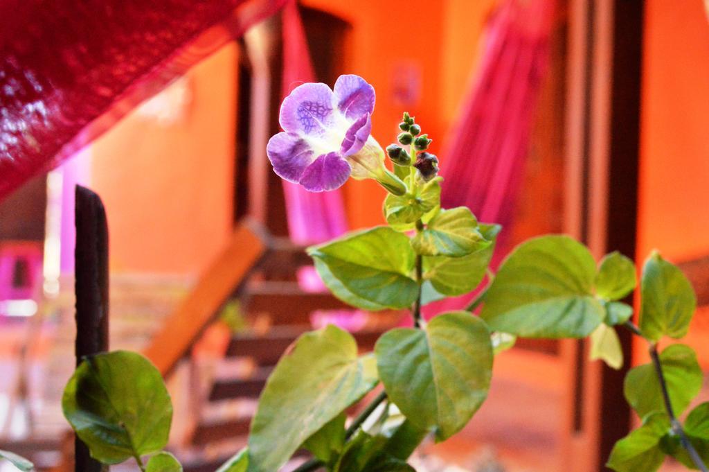 Manga Rosa Hospedagem Canoa Quebrada Buitenkant foto
